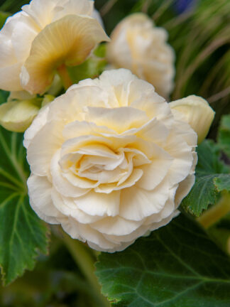Begonia Double White