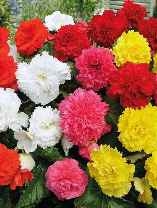 Begonia Fimbriata Mixed