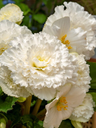Begonia Fimbriata White