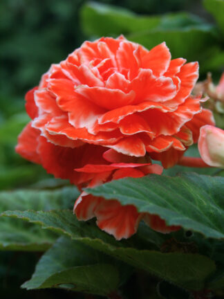 Begonia Marmorata
