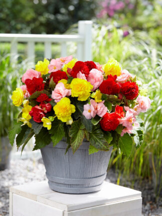 Begonia Non Stop Mixed