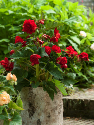 Begonia Pendula Dark red