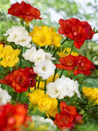 Freesia Double Mixed