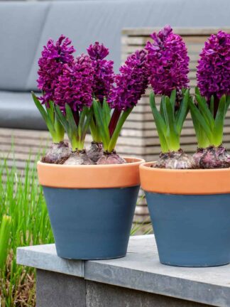 Hyacinthus Woodstock