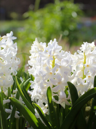 Hyacinthus Carnegie