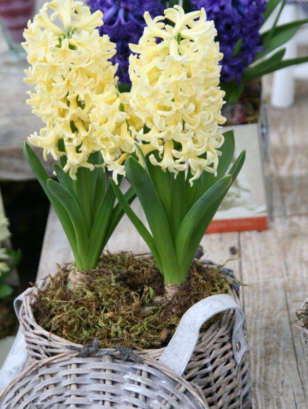 Hyacinthus City of Haarlem