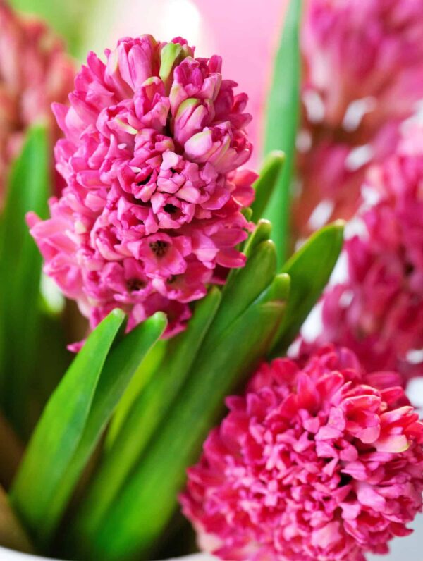 Hyacinthus Jan Bos