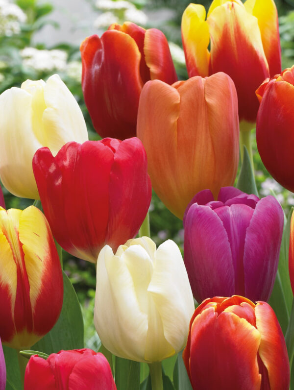 Tulipa Triumph Mixed