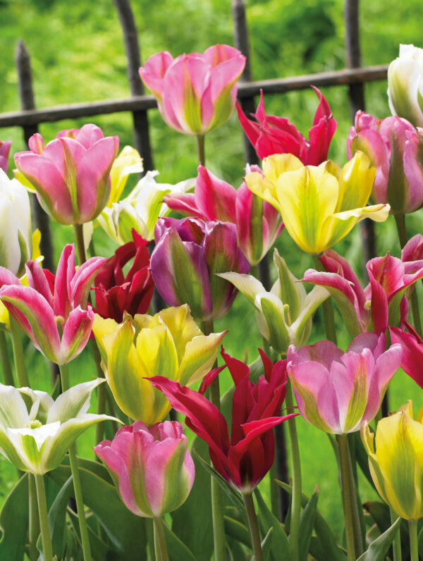 Tulipa Viridiflora Mixed