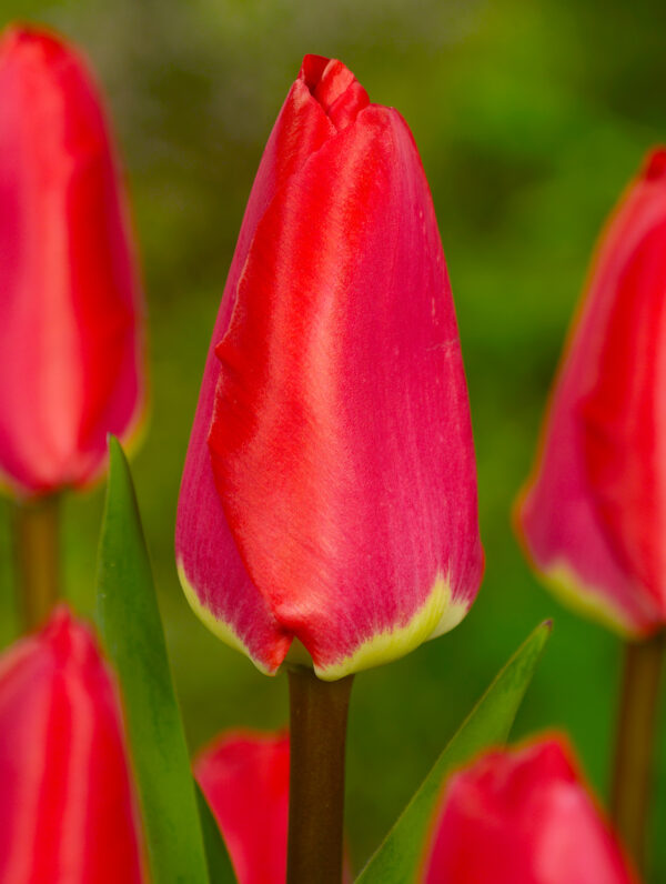 Tulipa Fostery King