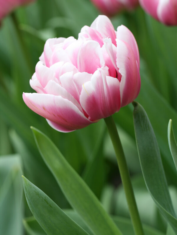 Tulipa Columbus