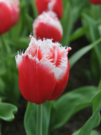 Tulipa New Santa