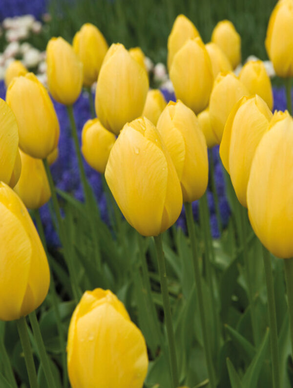 Tulipa Big Smile
