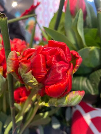 Tulipa Rococo Double