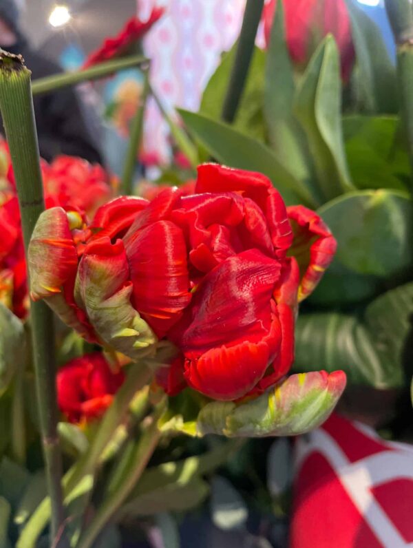 Tulipa Rococo Double