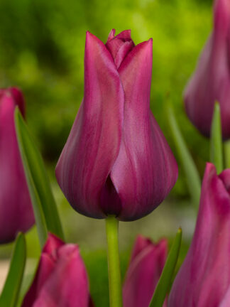 Tulipa Merlot