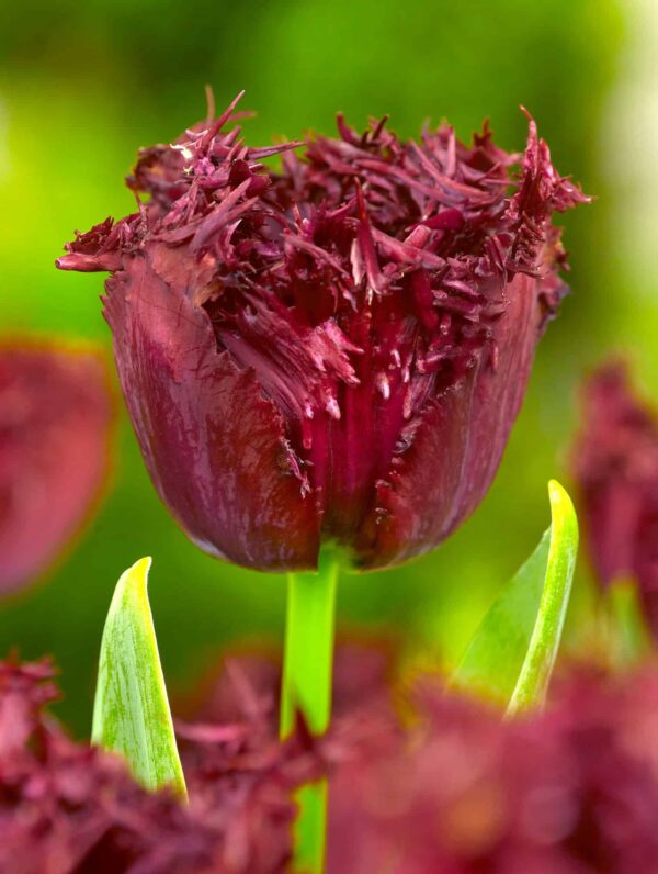 Tulipa Labrador
