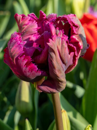 Tulipa Negrita Parrot