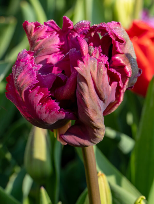 Tulipa Negrita Parrot