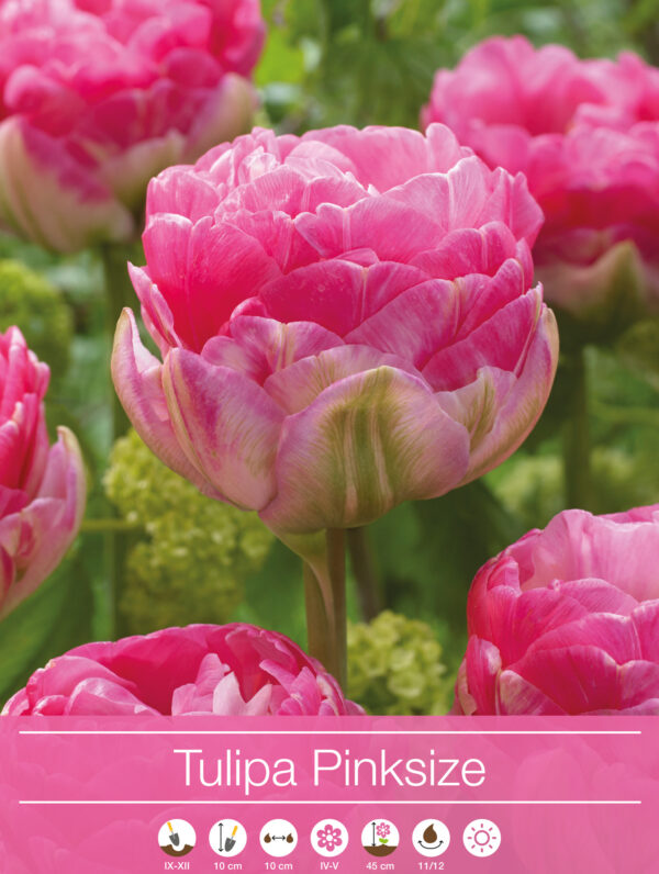 Tulipa Pinksize