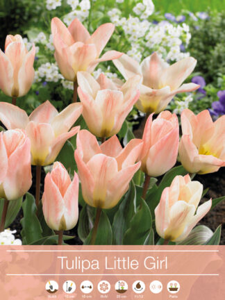 Tulipa Little Girl