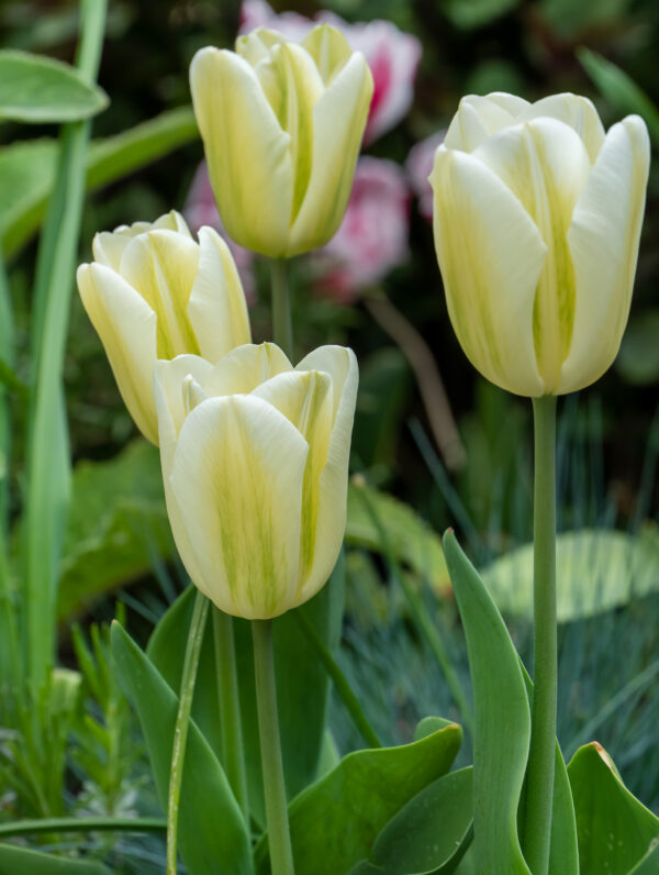 Tulipa Green Spirit