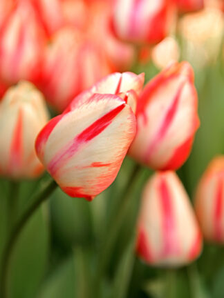 Tulipa Spryng Break