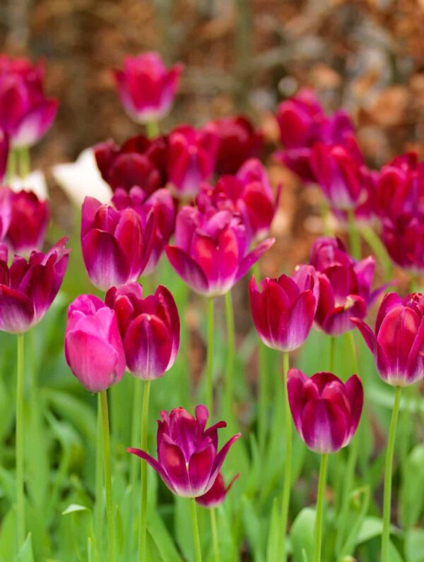Tulipa Kansas Proud