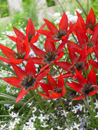 Tulipa Lizzy