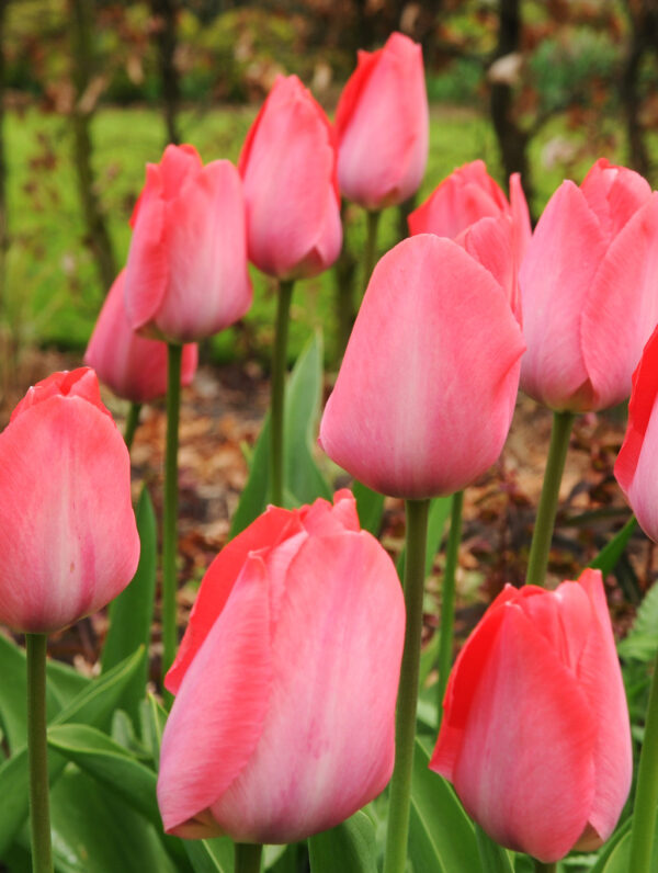 Tulipa Pink Sound