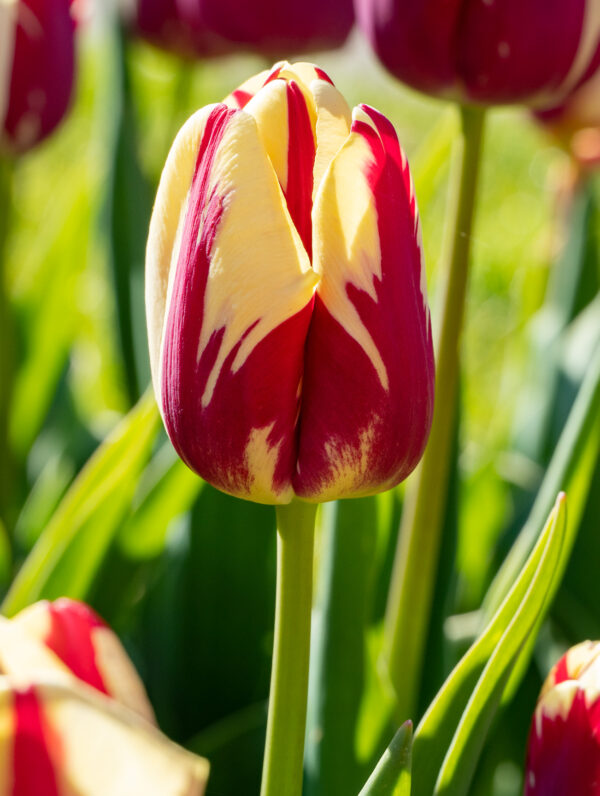 Tulipa Grand Perfection