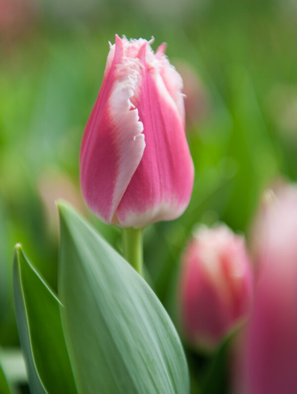 Tulipa Bell Song