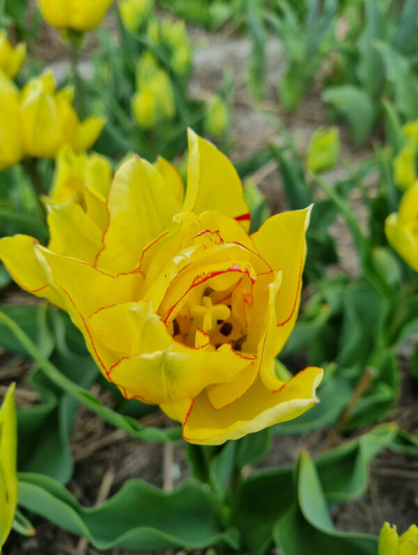 Tulipa Aquilla