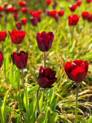 Tulipa National Velvet