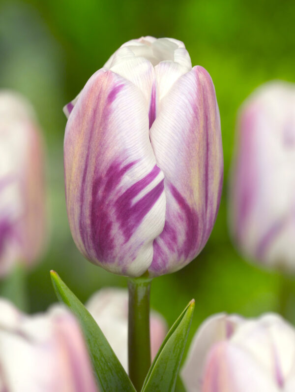 Tulipa Flaming Flag