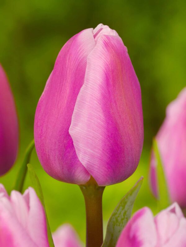 Tulipa Aafke