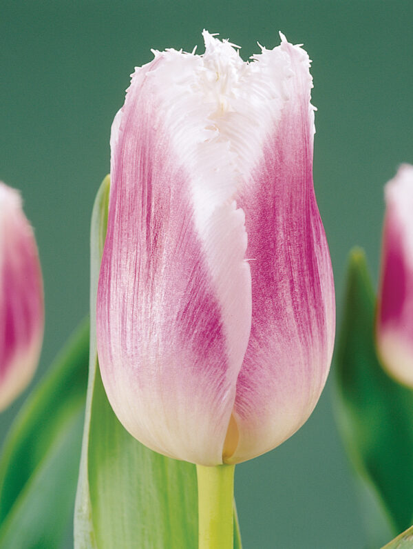 Tulipa Siesta
