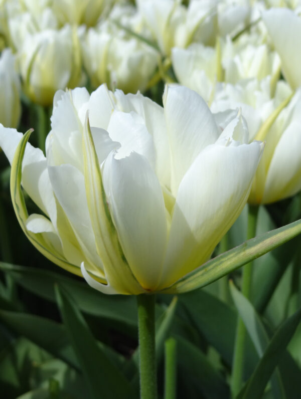 Tulipa White Valley