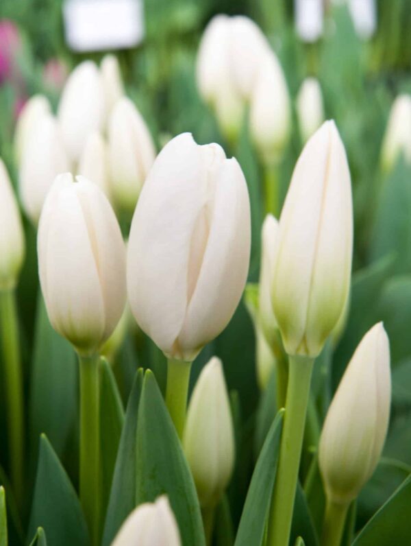 Tulipa Hakuun