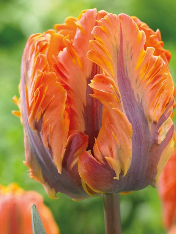 Tulipa Prinses Irene Parrot
