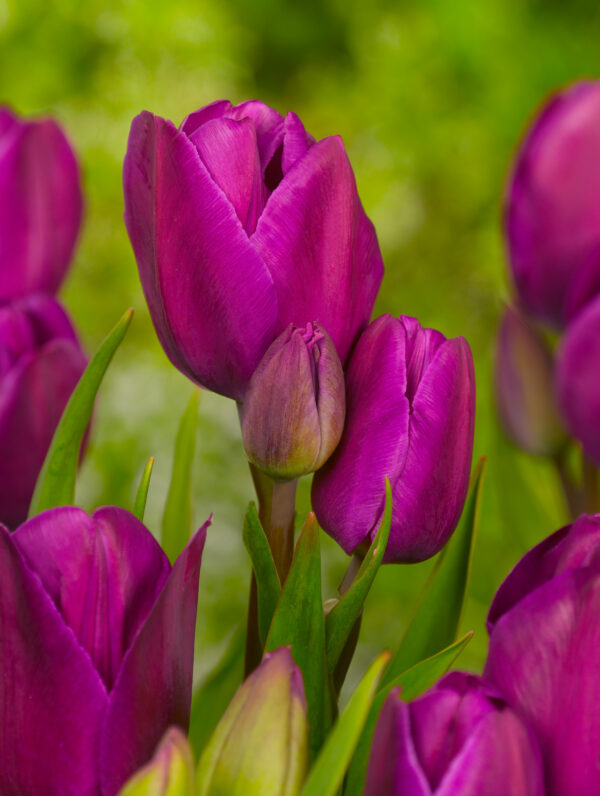 Tulipa Night Club