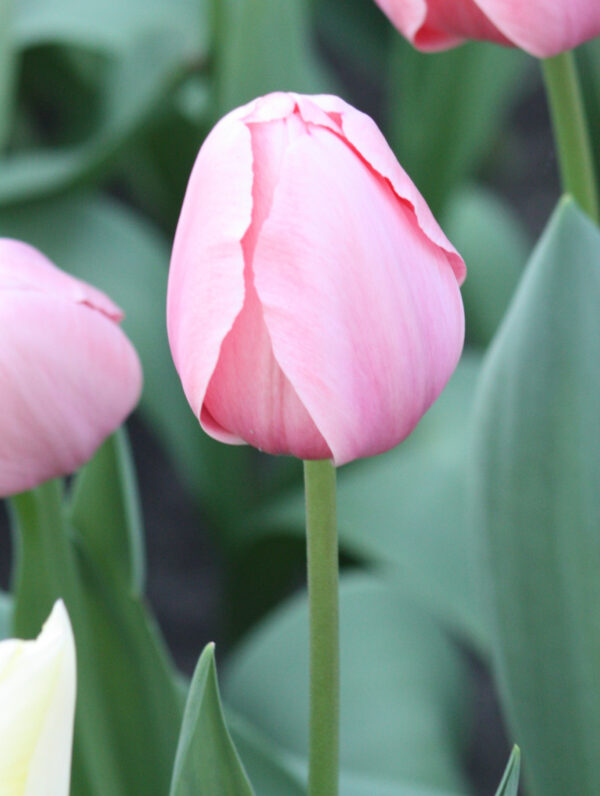 Tulipa Poco Loco