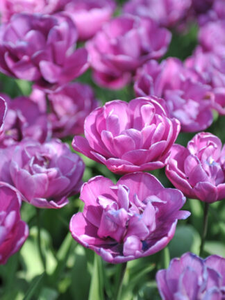 Tulipa Negrita Double