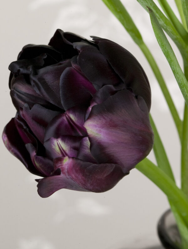 Tulipa Black Hero