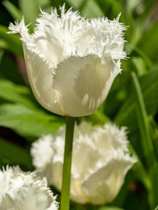 Tulipa Honeymoon