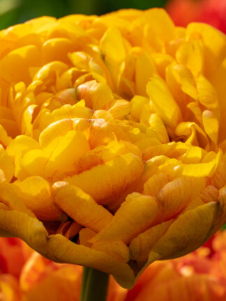 Tulipa Double Beauty of Apeldoorn