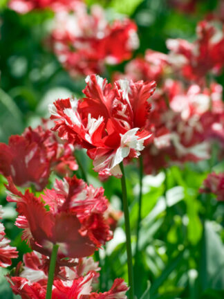 Tulipa Estella Rijnveld
