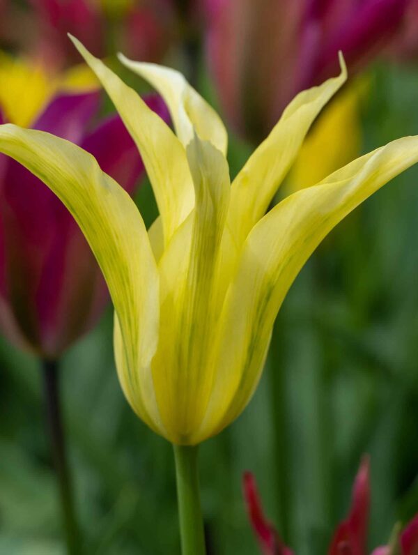 Tulipa Formosa