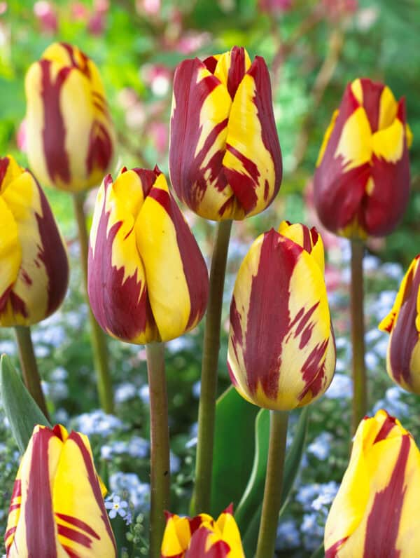 Tulipa Helmar