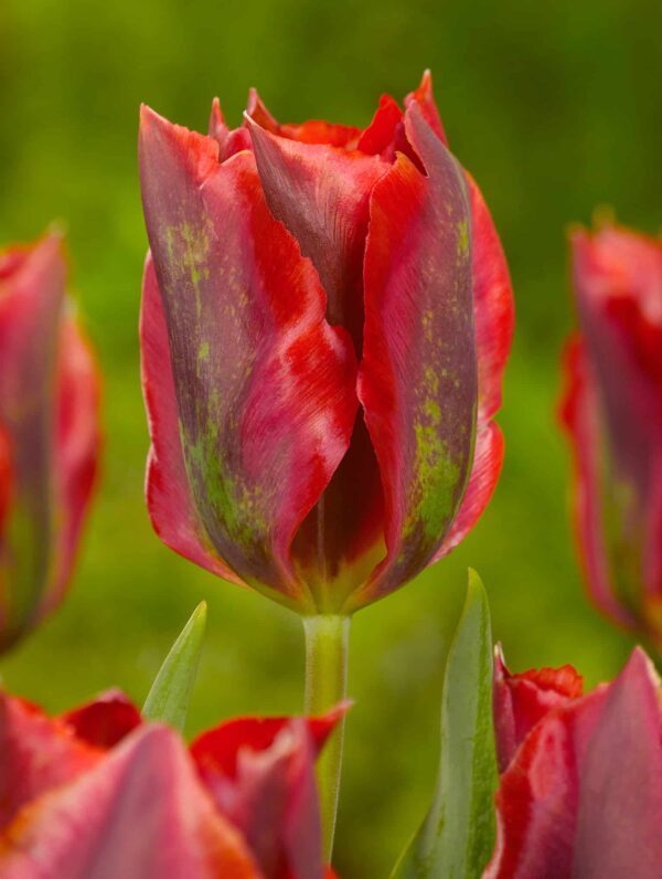 Tulipa Hollywood